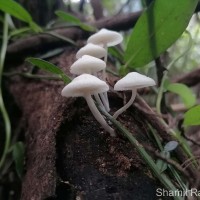 Filoboletus keralensis Mahadevak. et al. (2023)